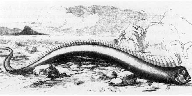 Ilustracion Pez Remo en una playa de Bermudas,1860