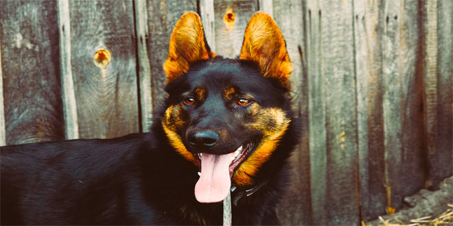 ¿Por qué son capaces de volver a casa los perros aunque se pierdan?