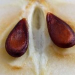 Semillas de manzana venenosas