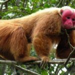 animal más feo del mundo 3