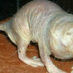 animal más feo del mundo 4