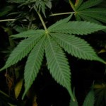 Amsterdam marihuana