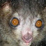 animal más feo del mundo 6