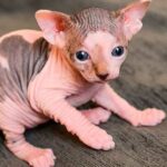 El animal más feo del mundo 2