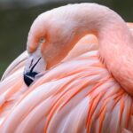 El color de los flamencos, por qué son rosados