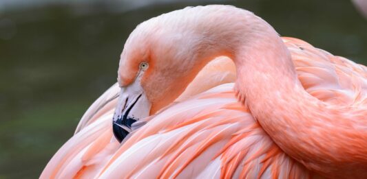 El color de los flamencos, por qué son rosados