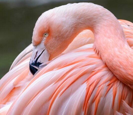 El color de los flamencos, por qué son rosados
