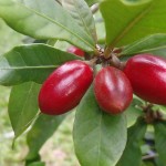 La fruta mágica que vuelve dulce lo ácido y amargo