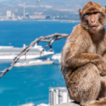 Monos en Gibraltar
