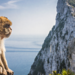 Monos en Gibraltar