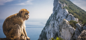 Monos en Gibraltar