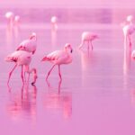 Por qué el color de los flamencos es rosa