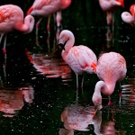 ¿A qué se debe el color de los flamencos?