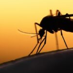 ¿Cómo evitar que te piquen los mosquitos?