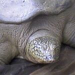 animal más feo del mundo 9
