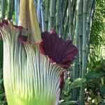 amorphophallus titanum