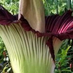 amorphophallus titanum