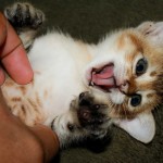 ¿Por qué no nos podemos hacer cosquillas a nosotros mismos?