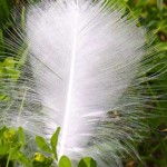 cosquillas pluma