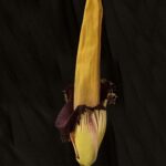 flor apestosa