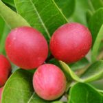 fruta-milagrosa