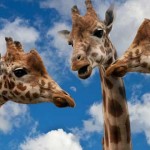 ¿Cuáles son los idiomas qué más se hablan en el mundo?