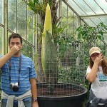 La planta con olor a cadáver