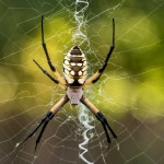 La increíble resistencia de la tela de araña