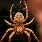 la tela de araña es mas fuerte que el acero