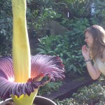 La planta con olor a cadáver