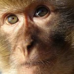 ¿Por qué hay monos en Gibraltar?