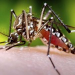 ¿Por qué a unas personas les pican más los mosquitos que a otras?