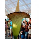 La planta con olor a cadáver