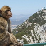 ¿Por qué hay monos en Gibraltar?