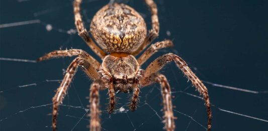 resistencia de la telaraña