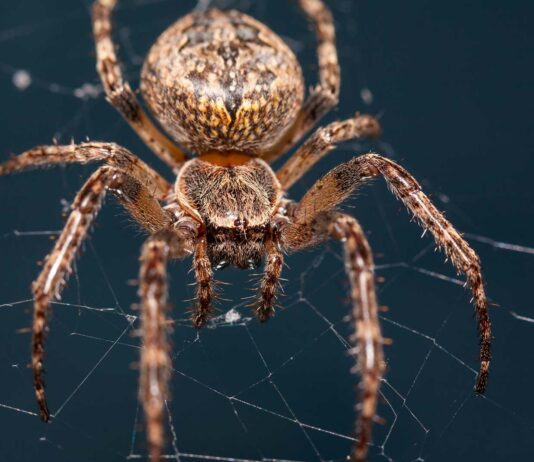 La resistencia de la telaraña | ¿Es más fuerte que el acero? resistencia de la telaraña