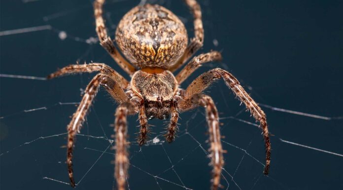 resistencia de la telaraña