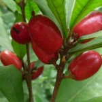 Fruta mágica