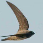 ¿Puede un pájaro volar 6 meses seguidos?