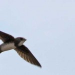 ¿Puede un pájaro volar 6 meses seguidos?