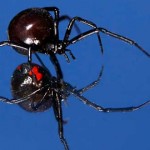 La increíble resistencia de la tela de araña