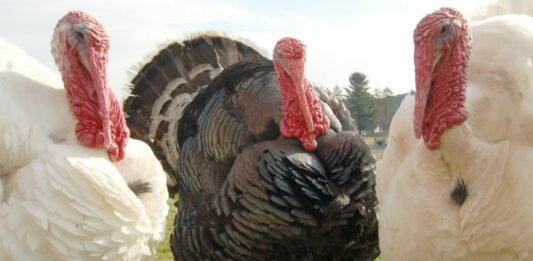 Curiosidades de los Pavos