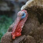 datos interesantes de los pavos