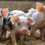 Por qué los musulmanes no comen cerdo, descúbrelo