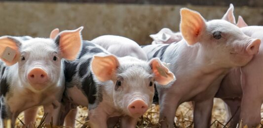 ¿Por qué los musulmanes no comen cerdo? ¡Descúbrelo! Por qué los musulmanes no comen cerdo, descúbrelo