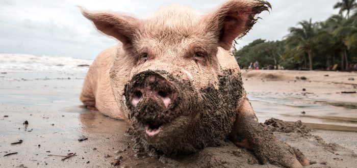 Placer y religión: por qué comer cerdo es algo muy español