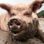 Teorías sobre la higiene de este animal