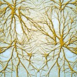 neuronas