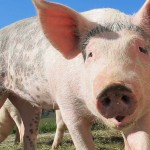 ¿Por qué no comen cerdo los musulmanes?