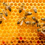 Qué pasaría si desaparecen las abejas. Se acabaría el mundo